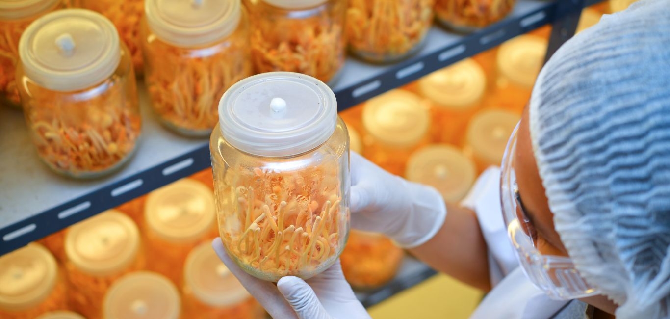 Photo of a lab technician holding a jar full of cordyceps mushrooms